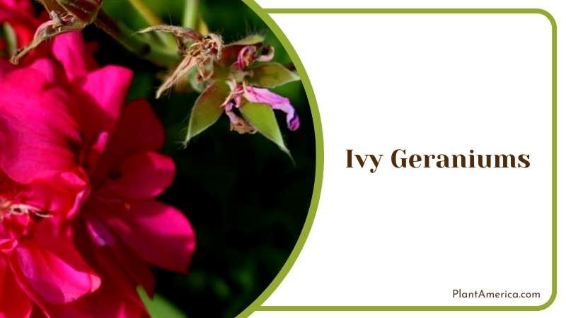 Lush Ivy Geraniums Plants Plant America