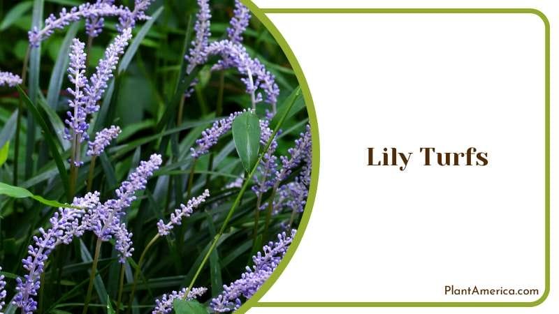 Lush Lily Turfs in a Bush Plant America Lush Lily Turfs in a Bush Plant America