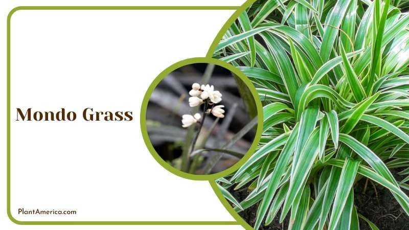 Lush Mondo Grass Groundcover Plant America Lush Mondo Grass Groundcover Plant America