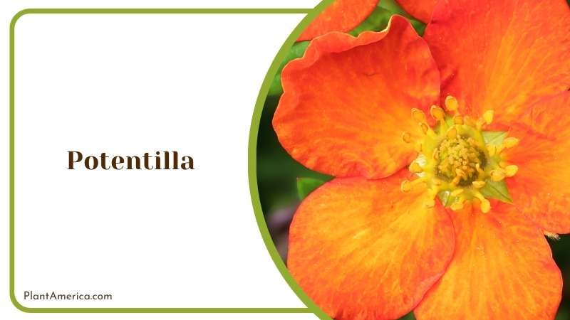 Lush Potentilla Bush Plant America