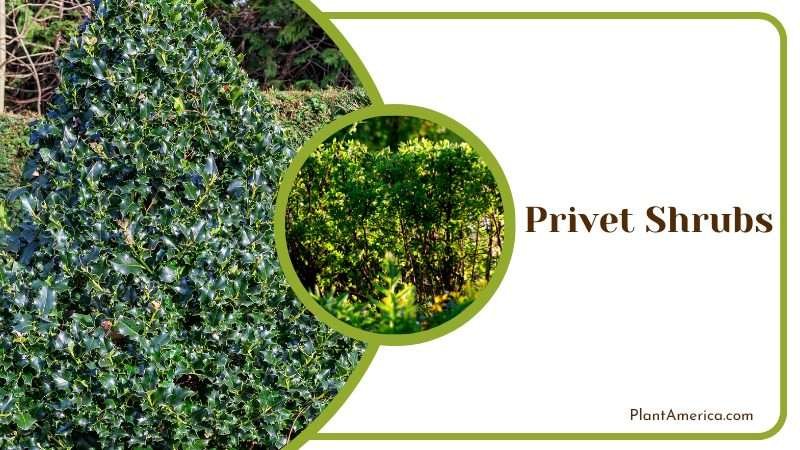 Lush Privet Shrubs Plant America