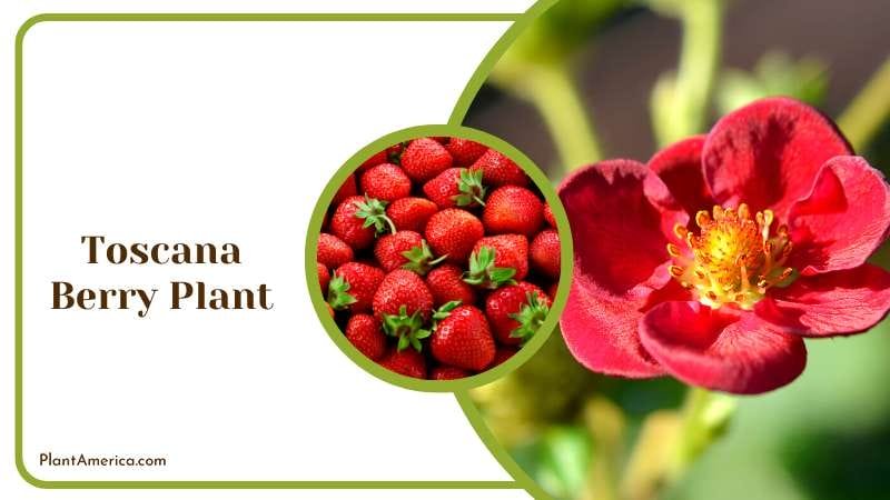 Lush Toscana Berry Plants Plant America
