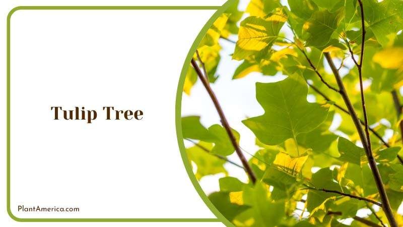 Lush Tulip Tree Plant America Lush Tulip Tree Plant America