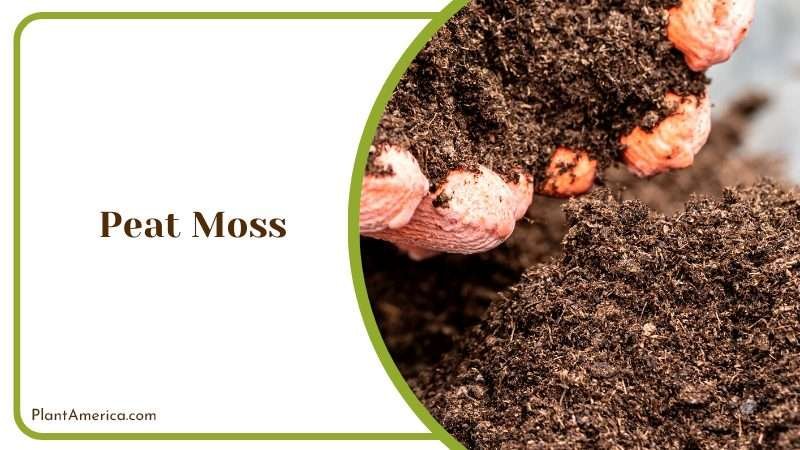 Luxuriant Peat Moss for Soil Conditioning PlantAmerica