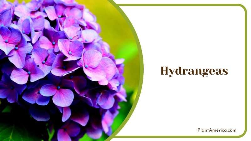 Luxurious Hydrangeas Flower Plant America