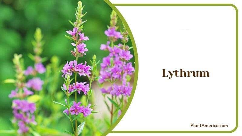 Lythrum with Pink Bouquet Plant America