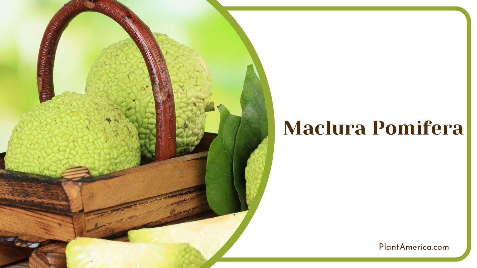 Maclura Pomifera In Wood Pot PlantAmerica