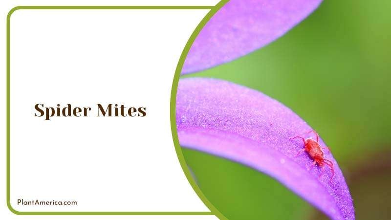 Macro Shot of Spider Mite Plant America