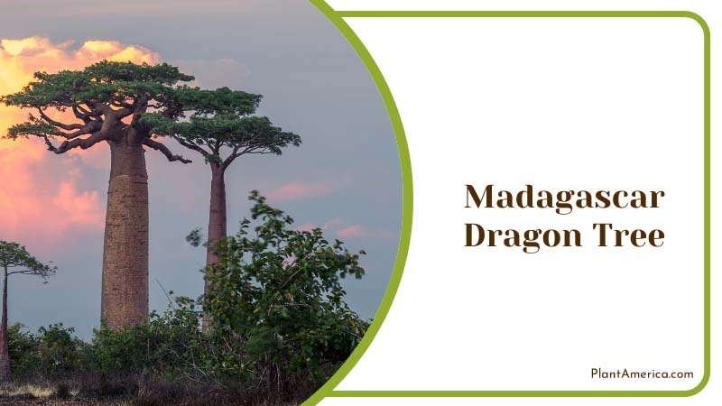 Madagascar Dragon Tree Plant America Madagascar Dragon Tree Plant America