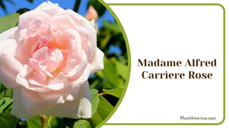 Madame Alfred Carriere Rose Plant America
