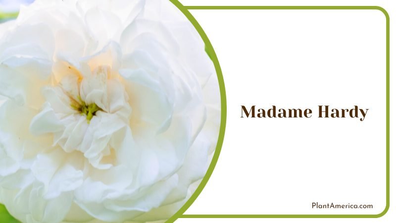 Madame Hardy A Timeless Classic Rose Plant America