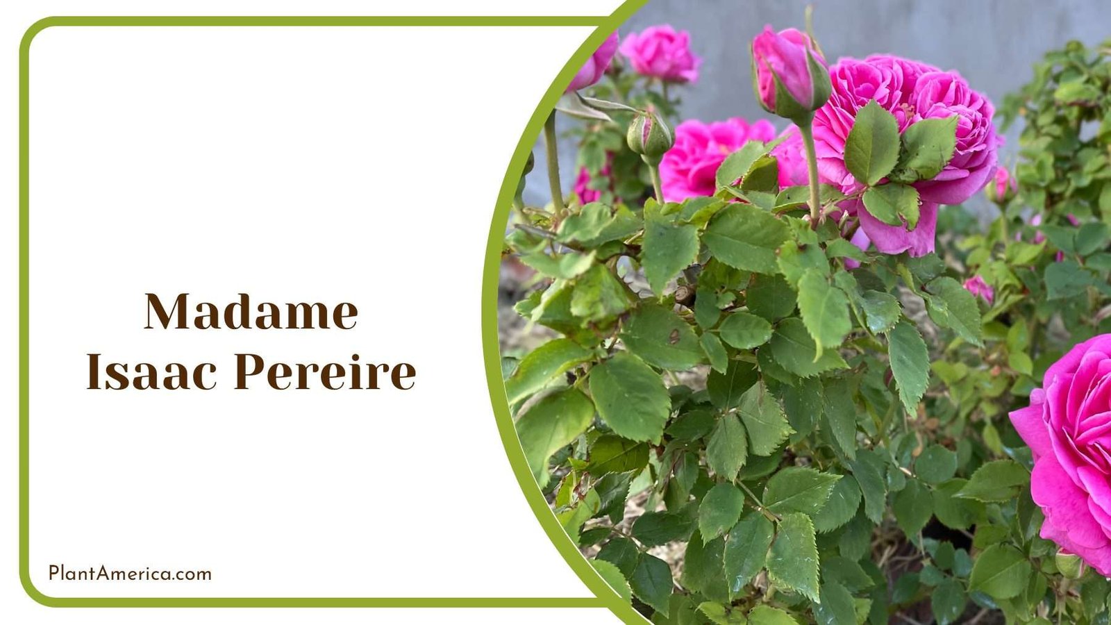 Madame Isaac Pereire Plant America