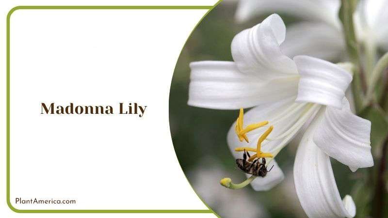 Madonna Lily Plant America Madonna Lily Plant America