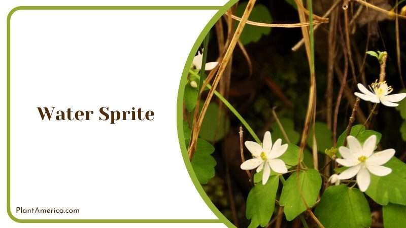 Magical Water Sprite Plant America