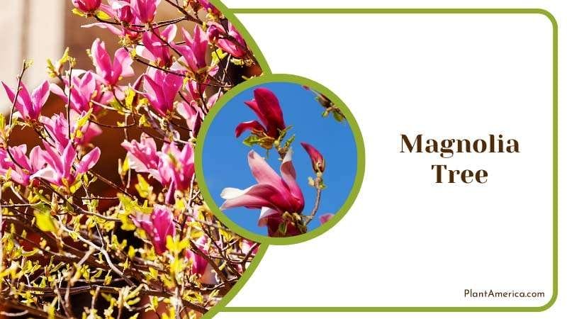 Magnolia Tree with Purple Flowers Plant America Magnolia Tree with Purple Flowers Plant America