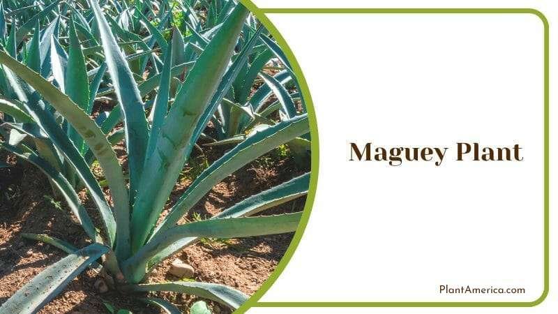 Maguey Plant Plant America