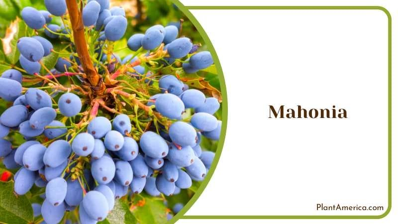Mahonia Plant Grow Plant America Mahonia Plant Grow Plant America