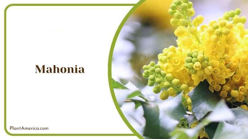 Mahonia Plant PlantAmerica