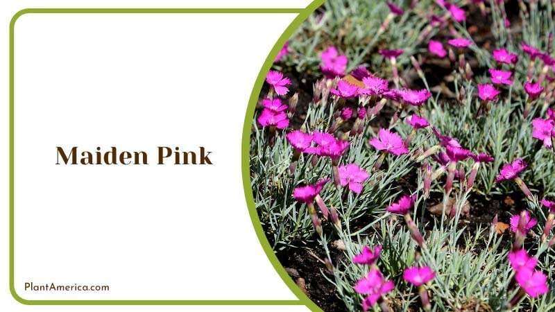 Maiden Pink Blooming in the Garden Plant America