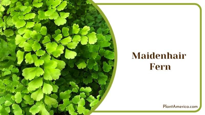 Maidenhair Fern Plant America Maidenhair Fern Plant America
