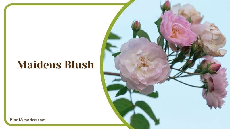 Maidens Blush Roses in Blooms Plant America