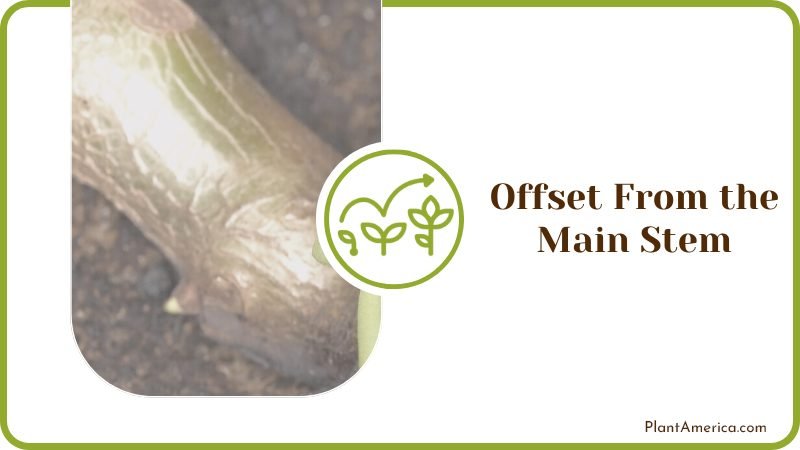 Main Stem Offsetting Plant America