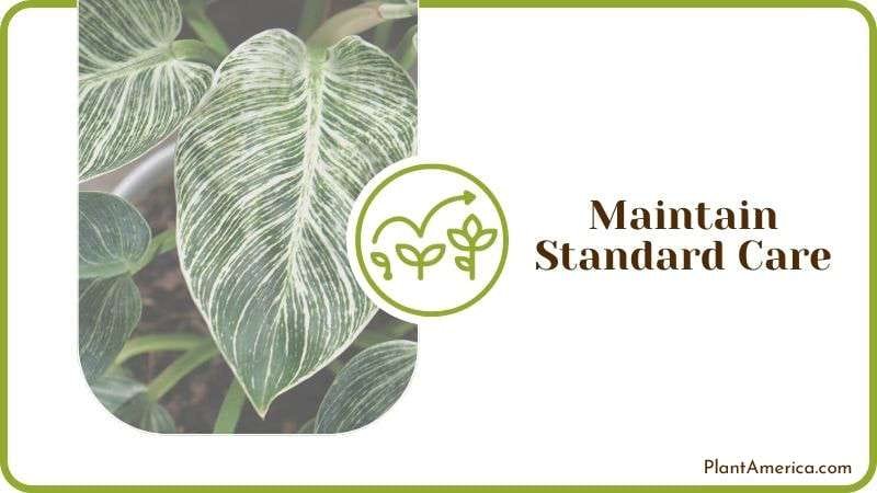 Maintain Standard Care PlantAmerica Maintain Standard Care PlantAmerica