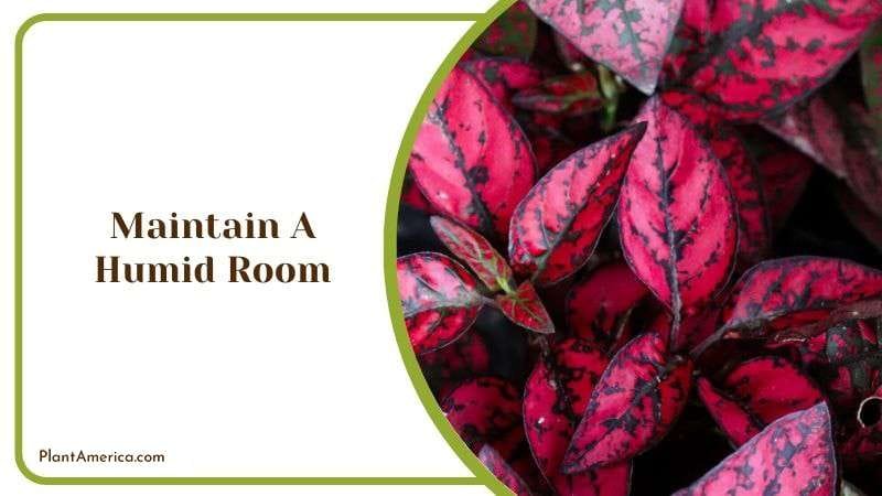 Maintain a Humid Room Plant America