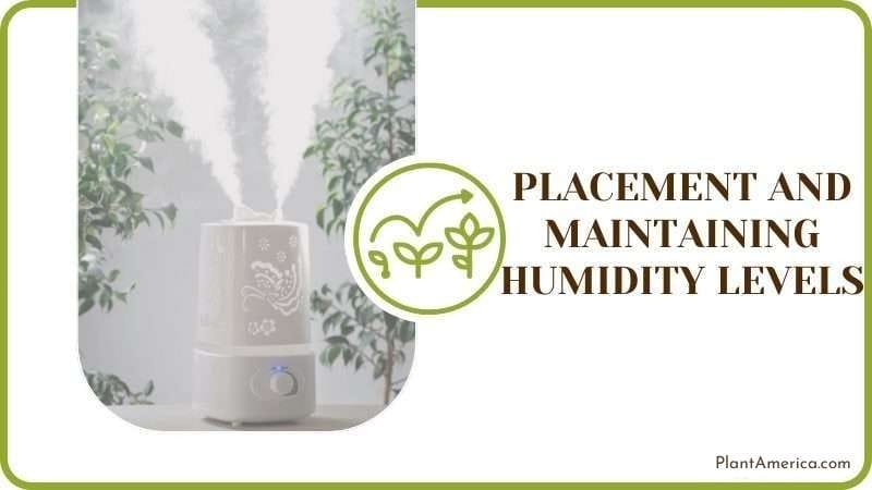 Maintaining Humidity Levels Plant America