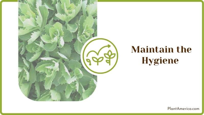 Maintaining Hygiene on Shrubs Plant America