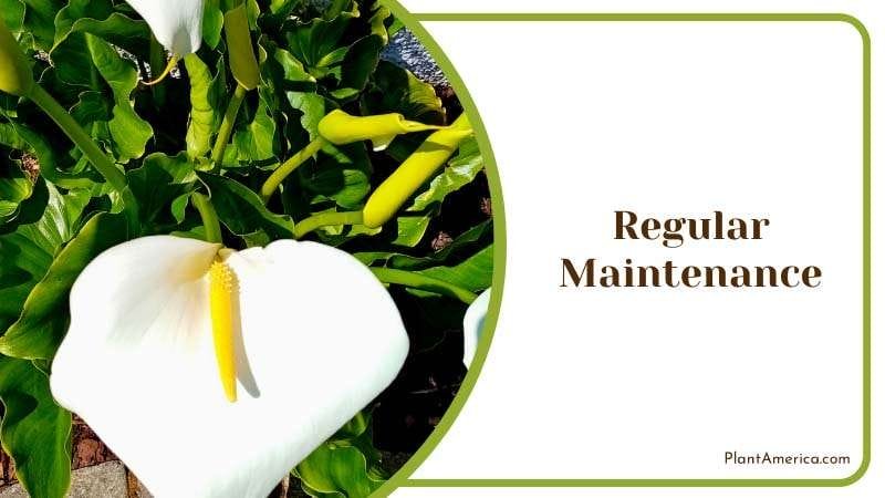 Maintaining Peace Lily Regularly PlantAmerica