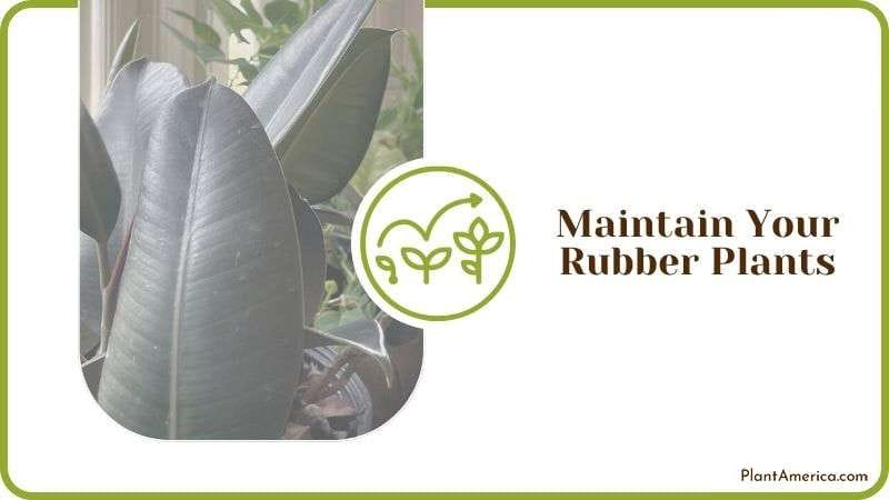 Maintaining Rubber Plants Plant America Maintaining Rubber Plants Plant America