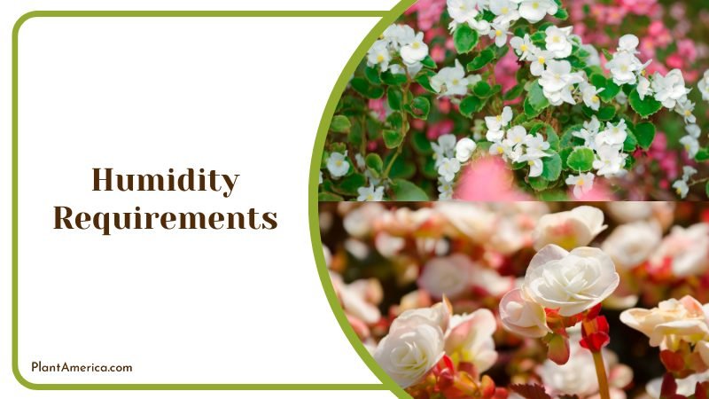 Maintaining the right humidity levels ~ PlantAmerica Maintaining the right humidity levels ~ PlantAmerica