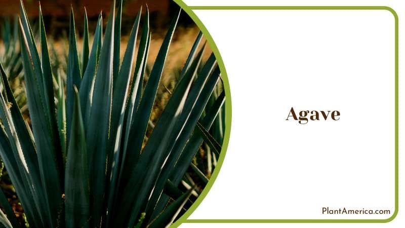 Majestic Agave Plant Plant America