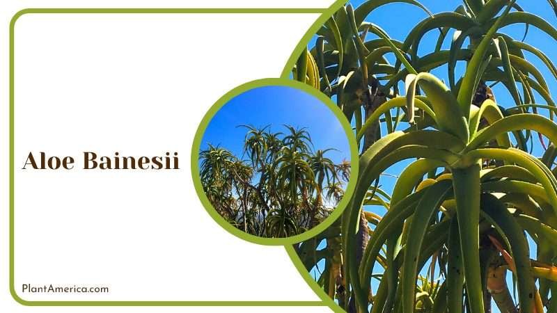 Majestic Aloe Bainesii