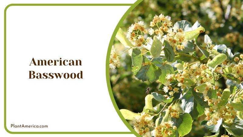 Majestic American Basswood Plant America Majestic American Basswood Plant America