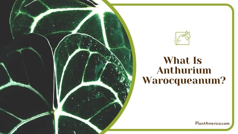Majestic Anthurium Warocqueanum ~ PlantAmerica