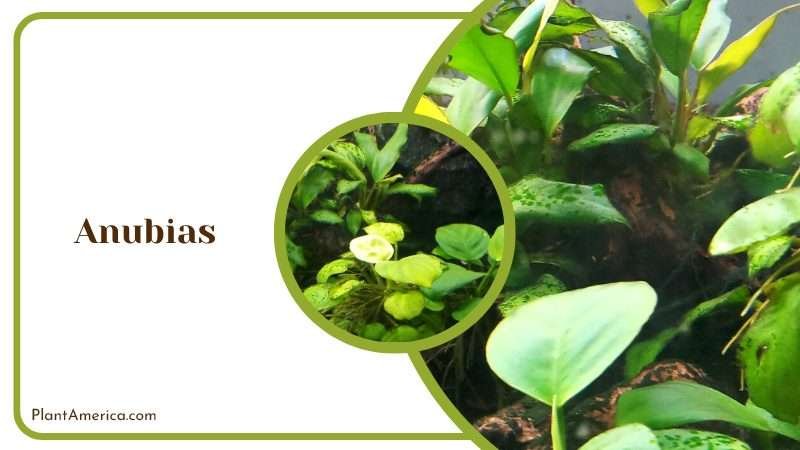 Majestic Anubias Flower Plant America