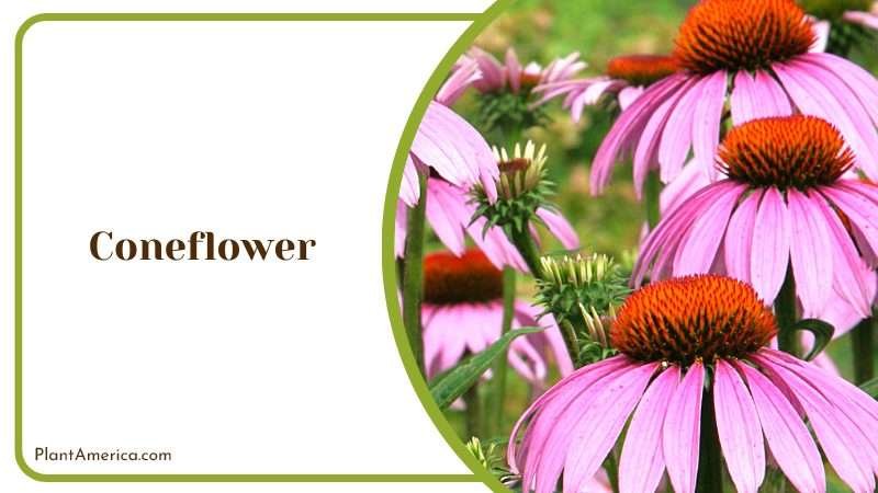 Majestic Beauty of Coneflowers Plant America