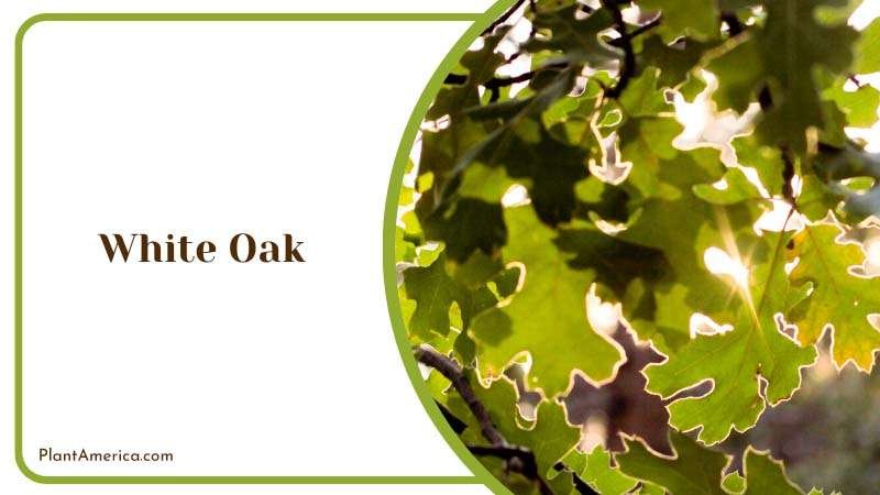 Majestic Beauty of White Oak Hardwood Plant America