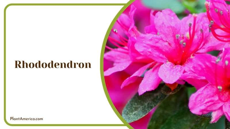 Majestic Bloom of Rhododendrons Plant America Majestic Bloom of Rhododendrons Plant America