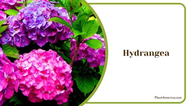 Majestic Blooms of Hydrangea Plant America