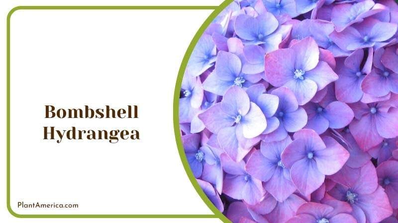 Majestic Bombshell Hydrangea Plant America