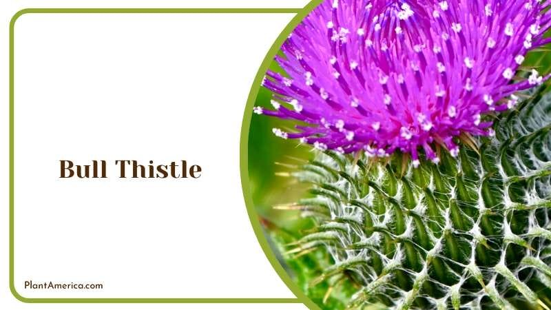 Majestic Bull Thistle Plant America