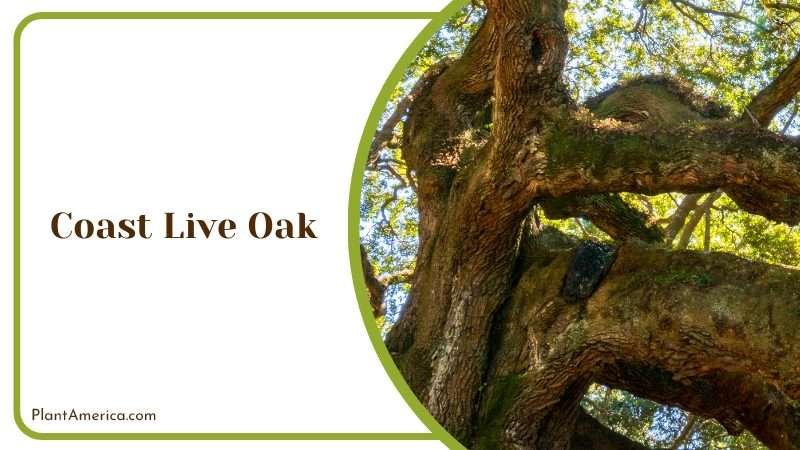 Majestic Coast Live Oak Tree PlantAmerica Majestic Coast Live Oak Tree PlantAmerica