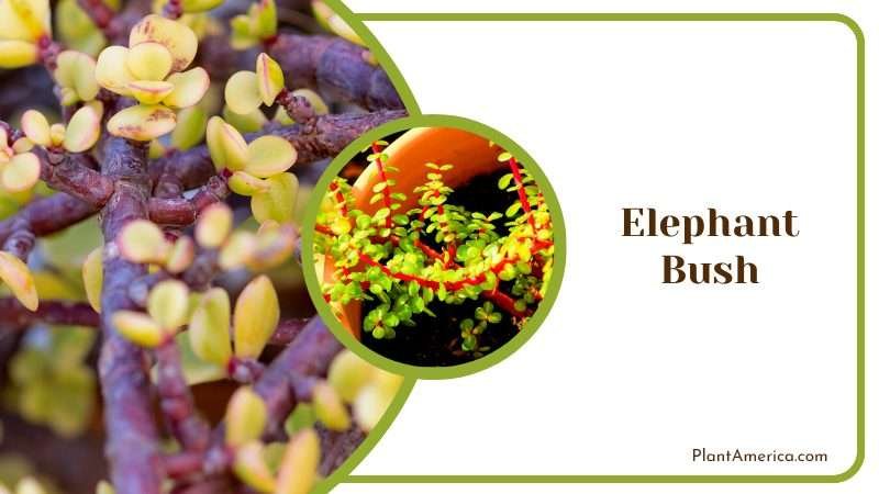 Majestic Elephant Bush Plant America