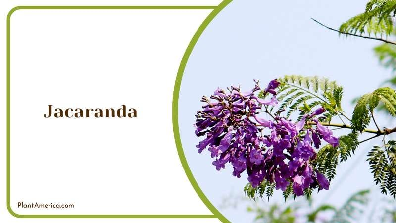 Majestic Jacaranda A Tree for All Seasons Plant America