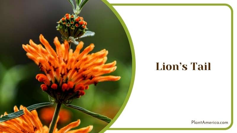 Majestic Lions Tail Flower Plant America