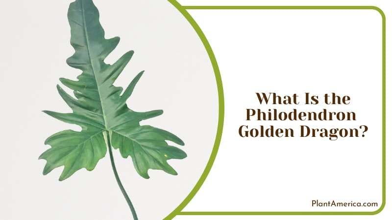 Majestic Philodendron Golden Dragon Plant America Majestic Philodendron Golden Dragon Plant America