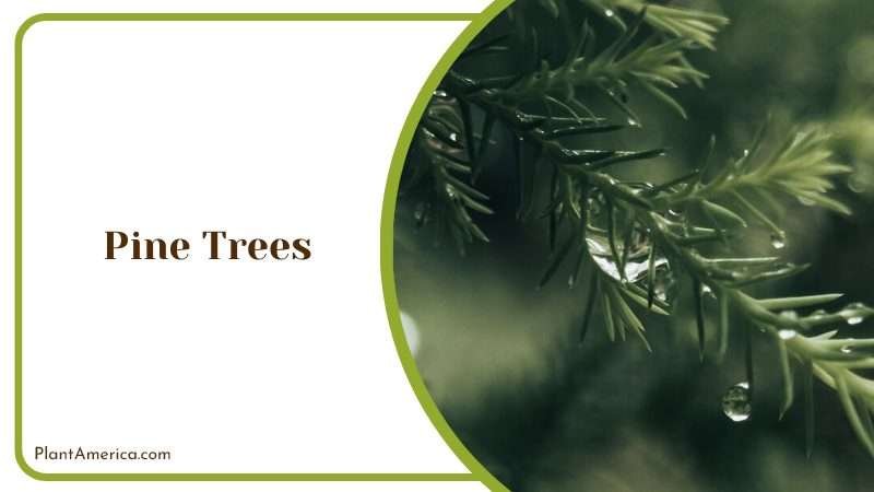 Majestic Pine Trees Plant America